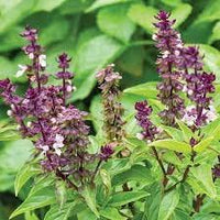 Purple-stemmed Thai Basil Pflanzen grown from high-Qualität Samen