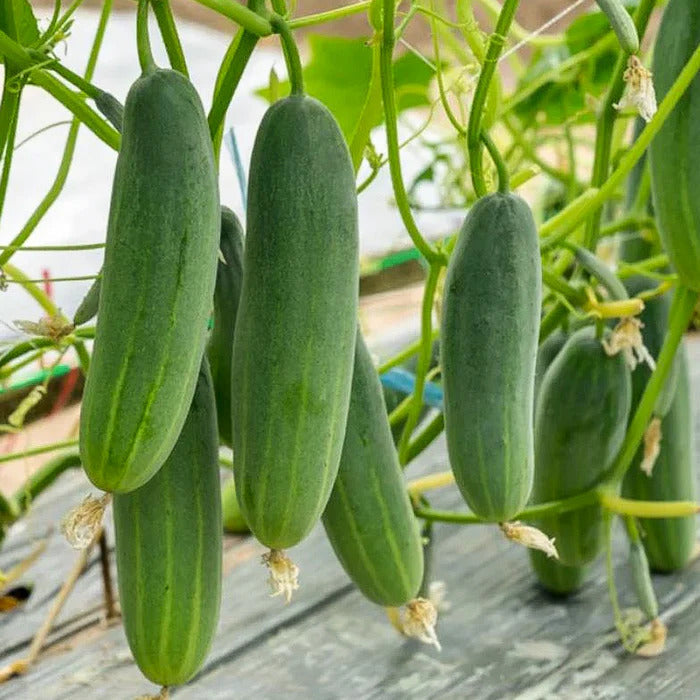 Closeup of high-quality cucumis sativus thai cucumber samen