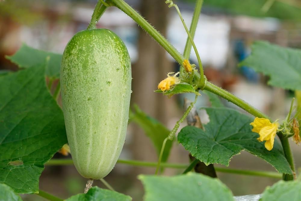 Thai cucumber pflanzen wachsend in urban garten gemüse patch