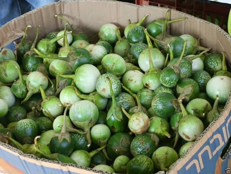 Mature thai eggplant petch siam pflanze in backyard garten