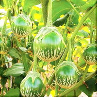 Healthy thai eggplant petch siam seedlings ready für transplanting