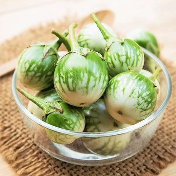 Thai eggplant petch siam samen (solanum melongena) für home gemüse garten aussaat