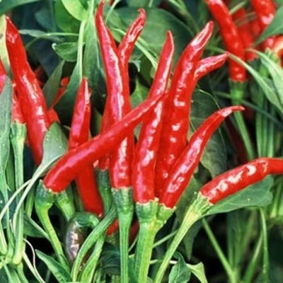 Transform Your Garden with Thai Dragon Peppers - Samen for Authentic Spice
