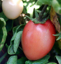 Closeup of pink tomatoes gezogen aus thai pink egg tomato samen