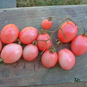 Thai pink egg tomato samen producing süße pink tomatoes