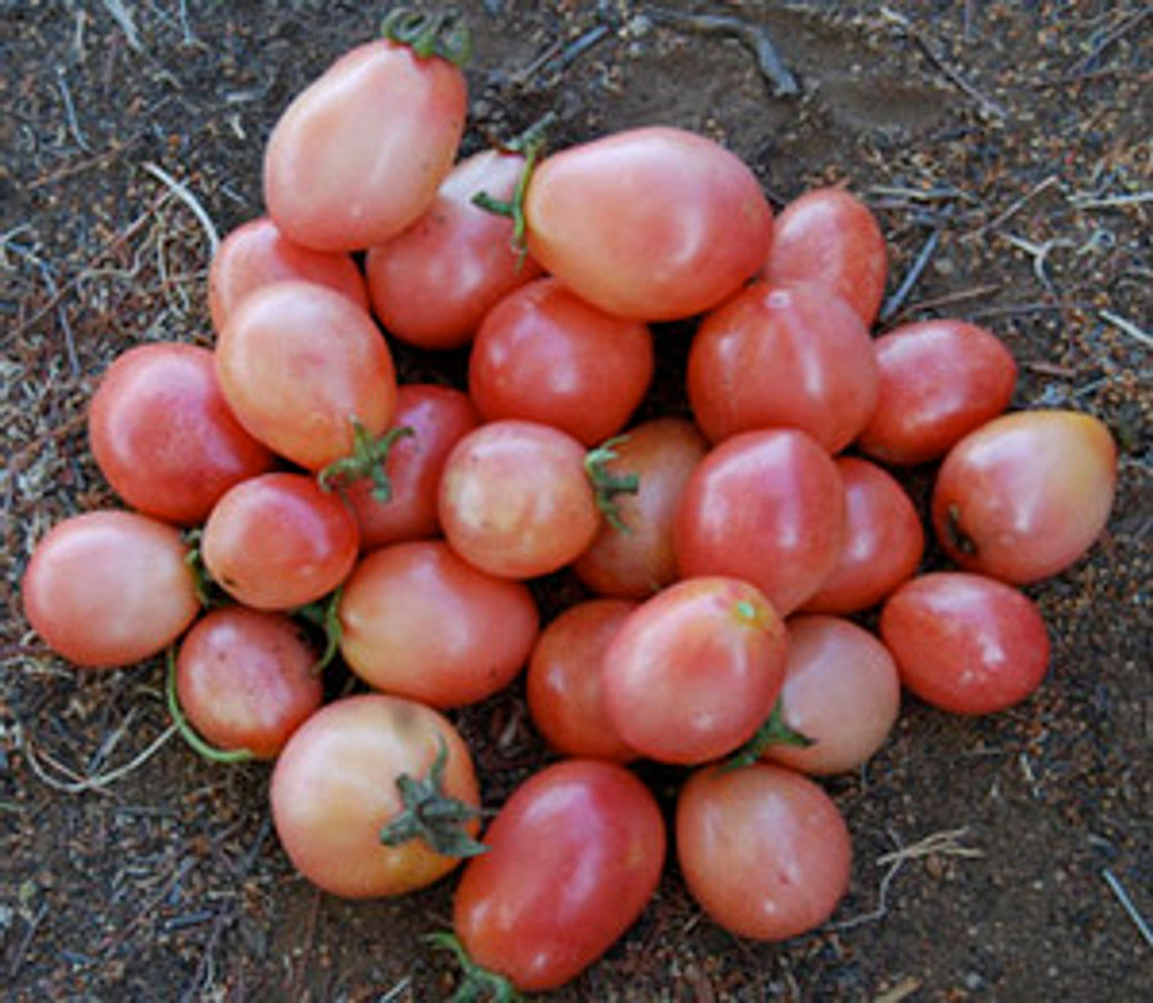 Clusters of pink tomatoes aus thai pink egg tomato samen