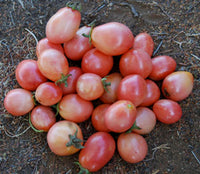 Clusters of pink tomatoes aus thai pink egg tomato samen
