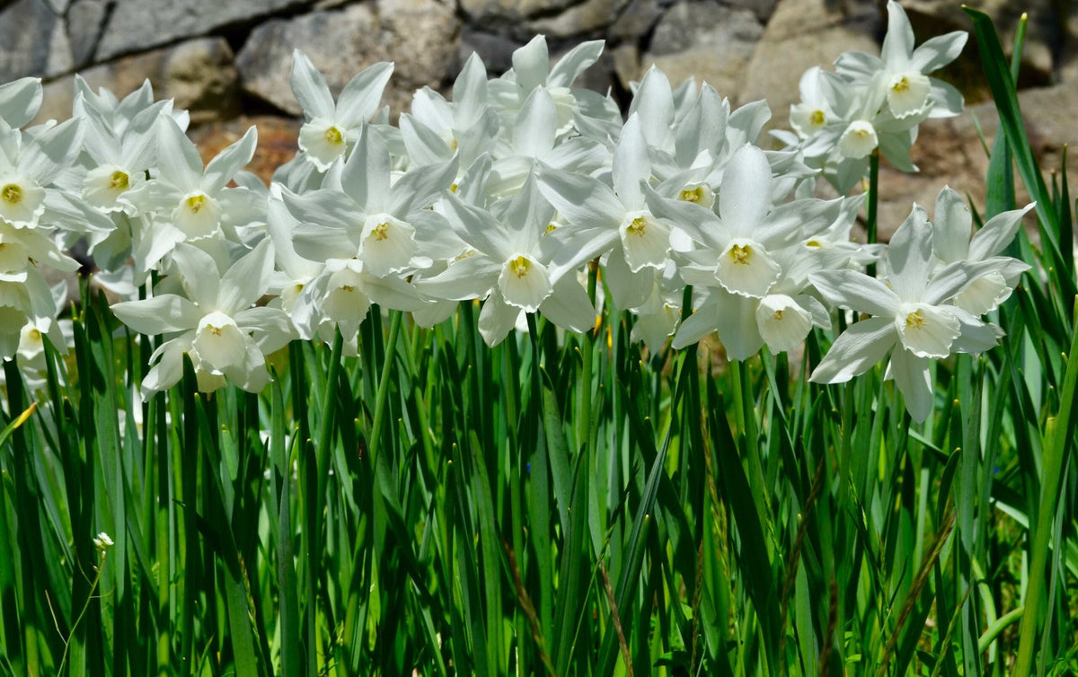 Narcissus (narcissus blume) samen for anpflanzung in home garten