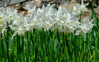 Narcissus (narcissus blume) samen for anpflanzung in home garten
