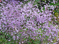 Lavendel Thalictrum Blumensamen zur Aussaat hochwertige Qualitäts- Traditionssorte & ohne Gentechnik Samen Hausgarten