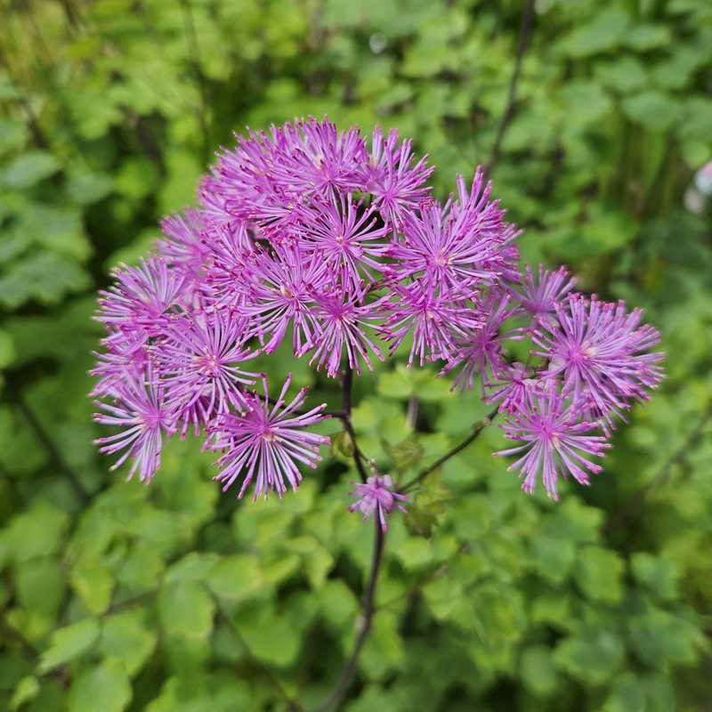 MeadowRue Blumensamen zur Aussaat kompakt Wuchs Traditionssorte & ohne Gentechnik Samen Hausgarten