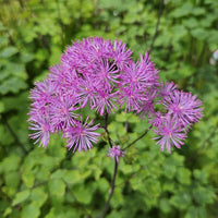 MeadowRue Blumensamen zur Aussaat kompakt Wuchs Traditionssorte & ohne Gentechnik Samen Hausgarten