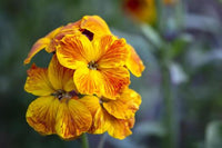 Orange Cheiranthus Blumensamen zur Aussaat Wildblume Mischung Traditionssorte & ohne Gentechnik Samen Hausgarten