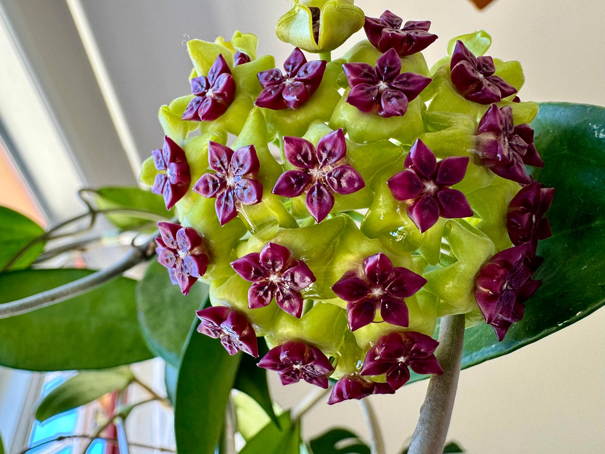 Lila Hoya Carnosa Blumensamen zur Aussaat Landhaus Garten wichtig Traditionssorte & ohne Gentechnik Samen Hausgarten