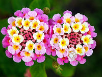 Wandelröschen Blumensamen zur Aussaat Anzucht Traditionssorte & ohne Gentechnik Samen Hausgarten