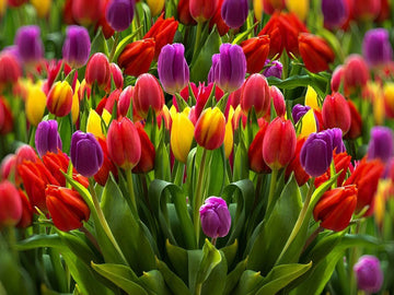 Tulip (tulip blume) samen for anpflanzung in home garten