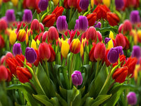 Rainbow Tulpe Blumensamen zur Aussaat hochwertige Qualitäts- Traditionssorte & ohne Gentechnik Samen Hausgarten