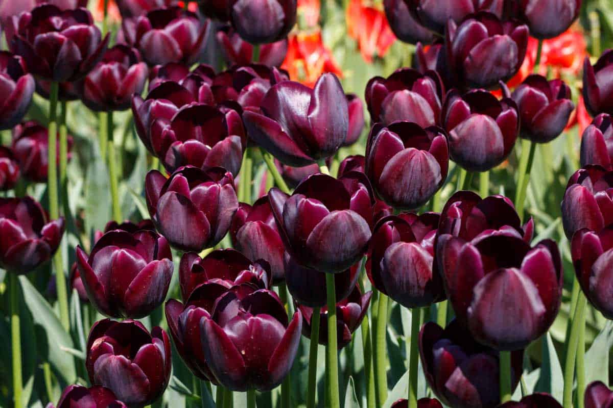 Marron tulip blume samen for anpflanzung shade tolerant heirloom & gmo free samen for home garten 
 
 sale for anpflanzung in home garten