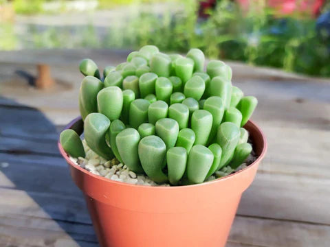 Traditionssorte klein Toes Succulent Blumensamen zur Aussaat hochwertige Qualitäts- Traditionssorte & ohne Gentechnik Samen Hausgarten