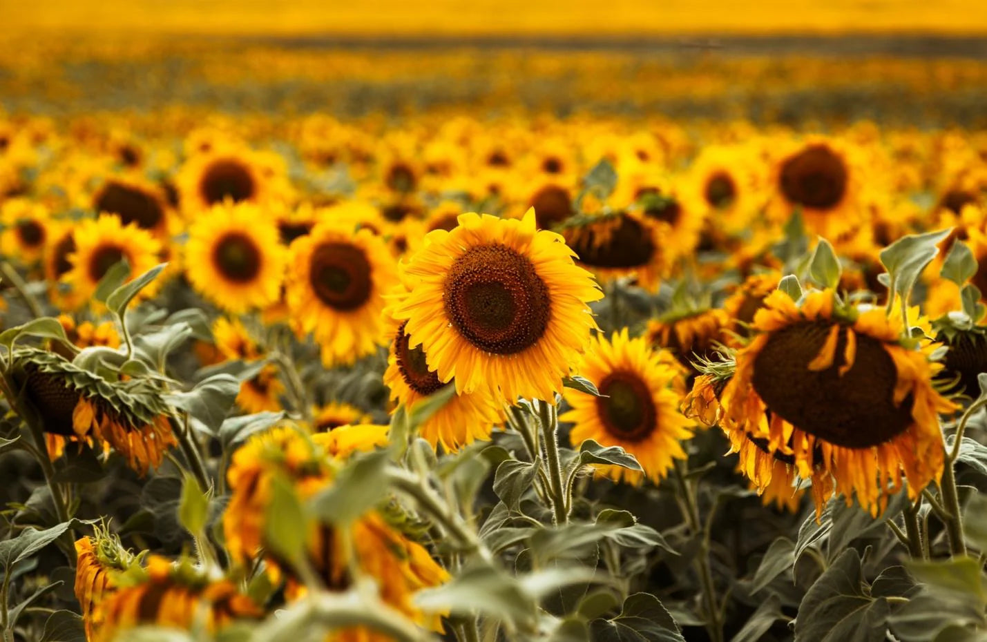 Sonnenblume Gelb Orange Blumensamen zur Aussaat – Wildblume Mischung – Traditionssorte & ohne Gentechnik Samen Hausgarten