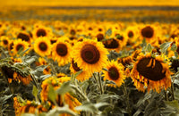 Sonnenblume Gelb Orange Blumensamen zur Aussaat – Wildblume Mischung – Traditionssorte & ohne Gentechnik Samen Hausgarten