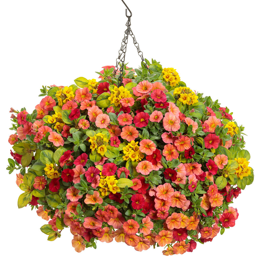 Sunrise Cascading Petunie Samen Blumensamen zur Aussaat ideal Rabatten Traditionssorte & ohne Gentechnik Samen Hausgarten