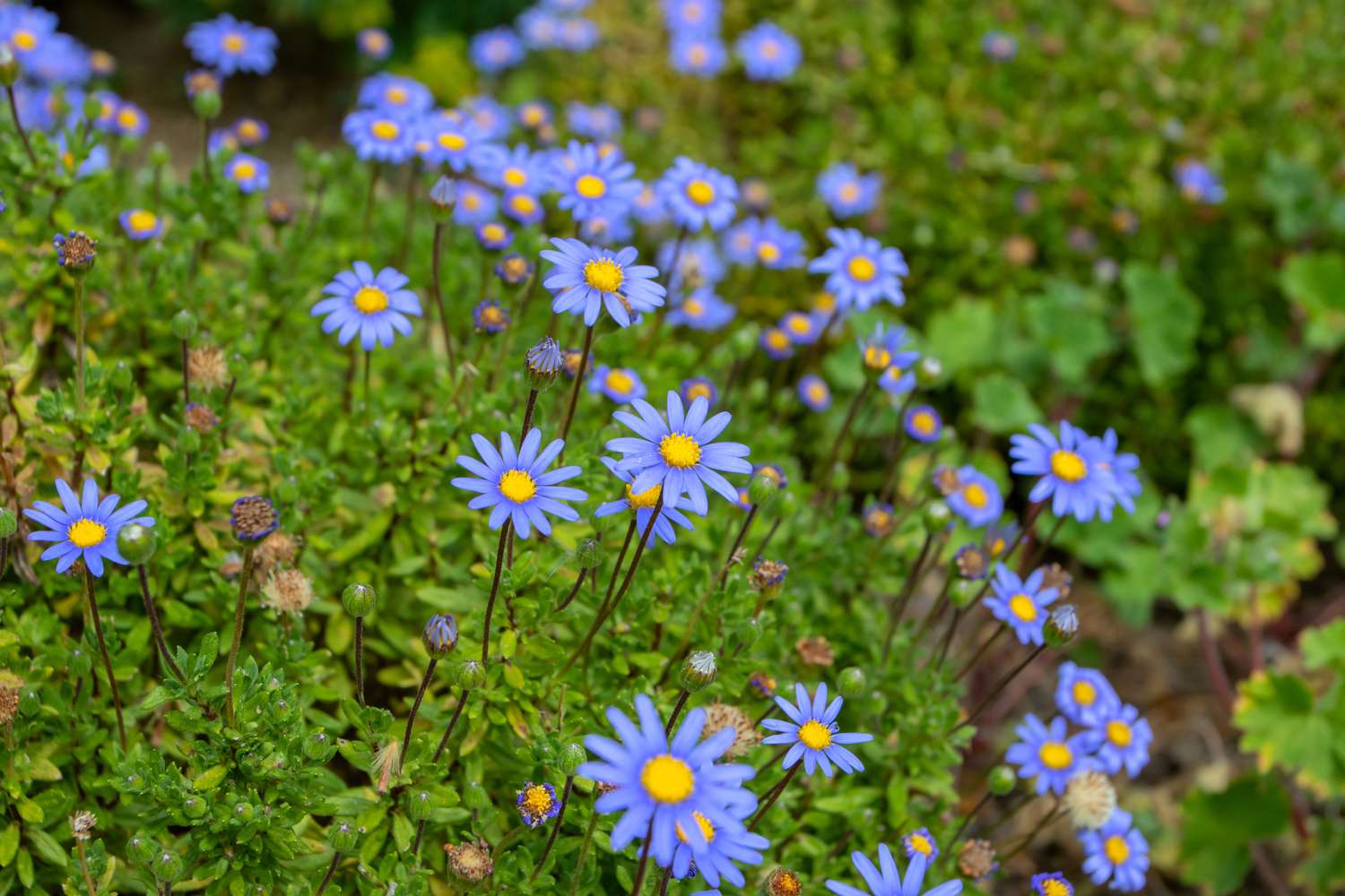 Vibrant mixed dassi samen for spring and summer anpflanzung blume