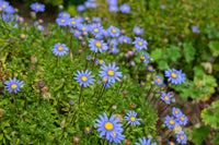 Vibrant mixed dassi samen for spring and summer anpflanzung blume