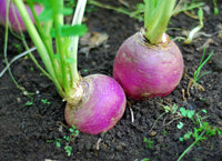 Rutabaga Samen zum Pflanzen  Perfect for Your Gemüse Garden