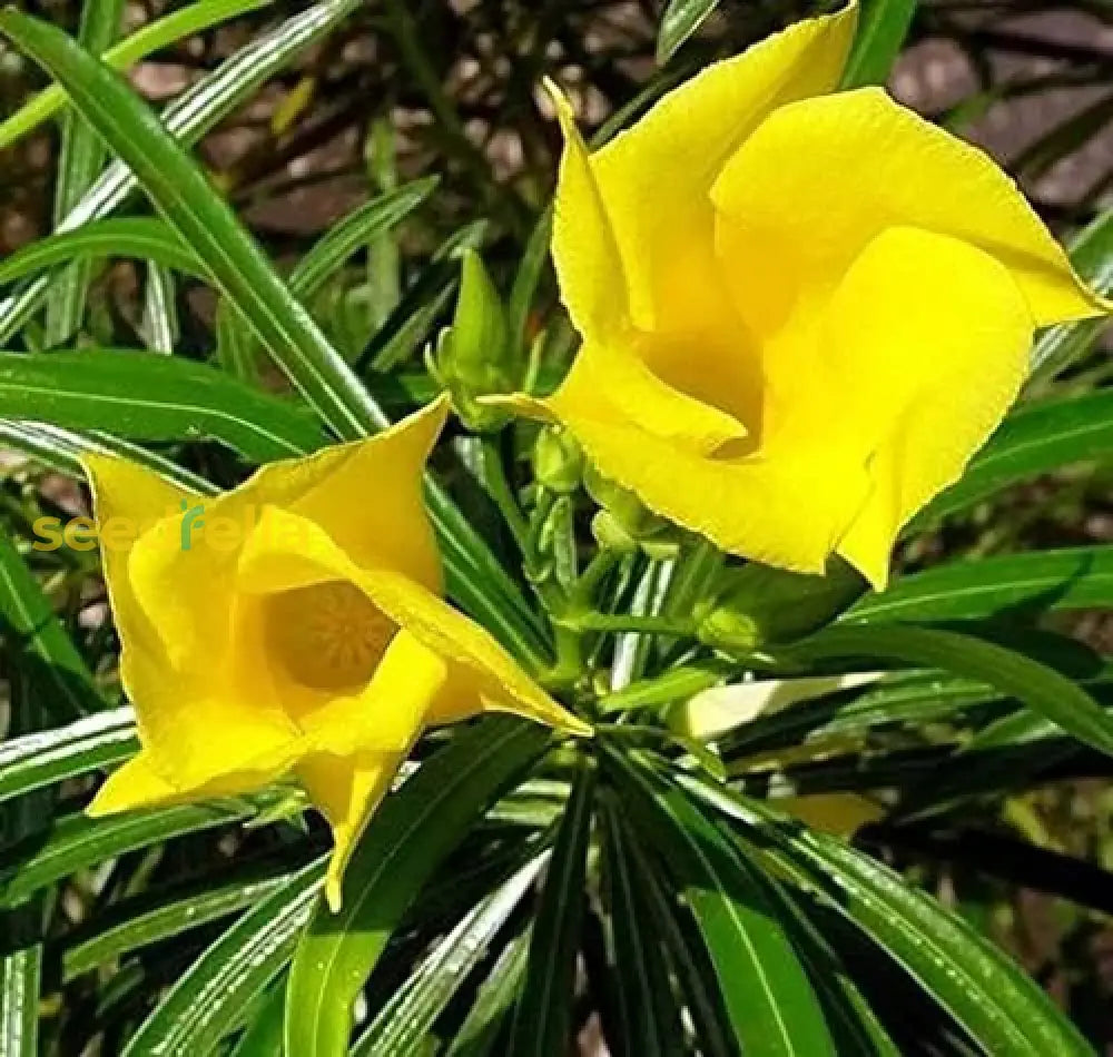 Thevetia neriifolia blume samen