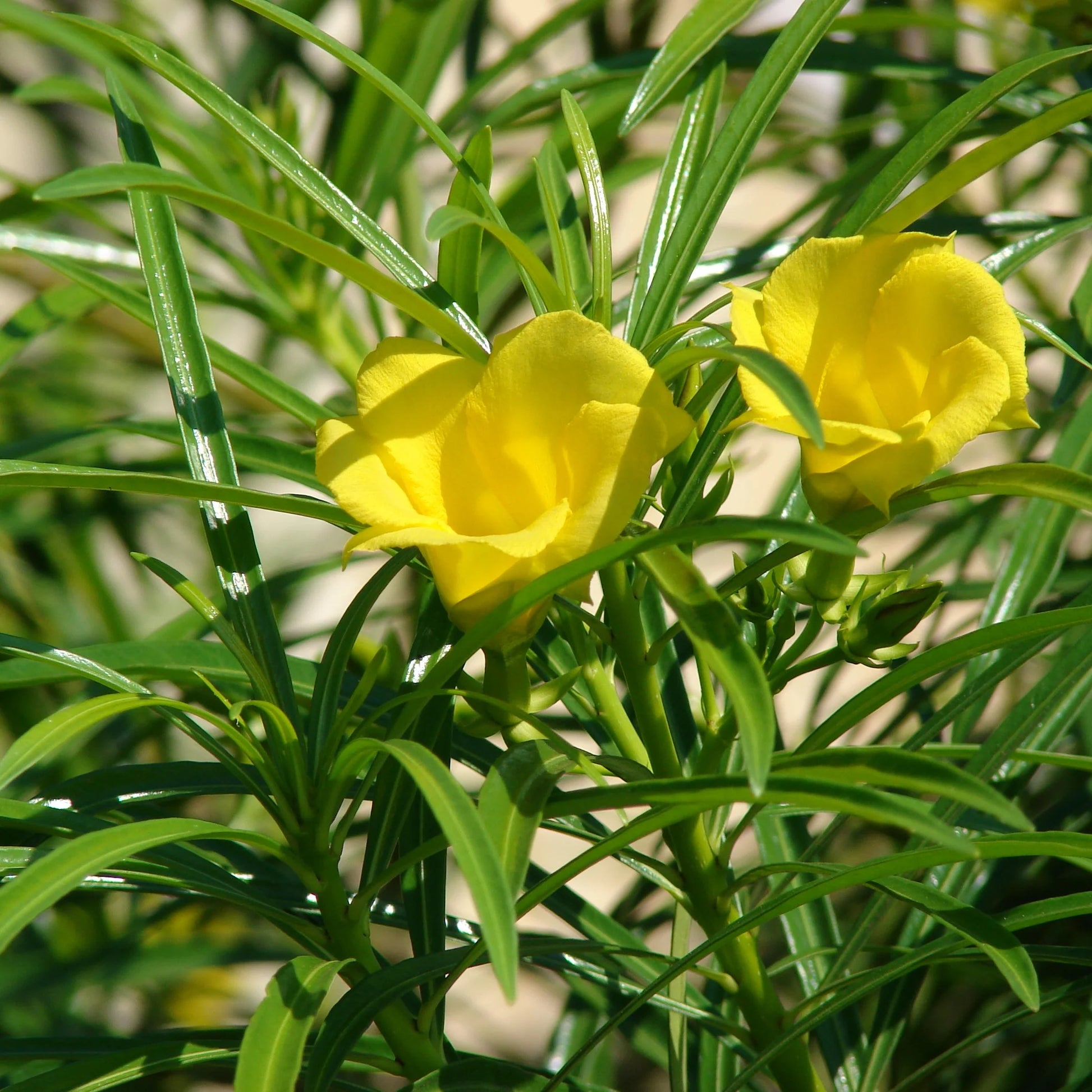 Thevetia Blumensamen zur Aussaat ideal Rabatten Traditionssorte & ohne Gentechnik Samen Hausgarten