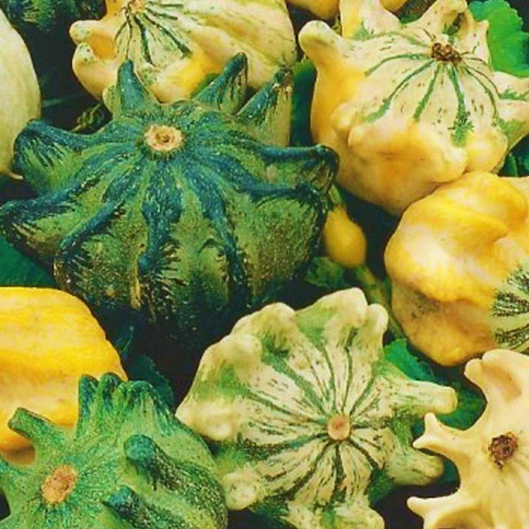 Thorn gourd pflanzen in garten gezogen aus samen