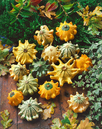 Thorn gourd vines wachsend aus samen