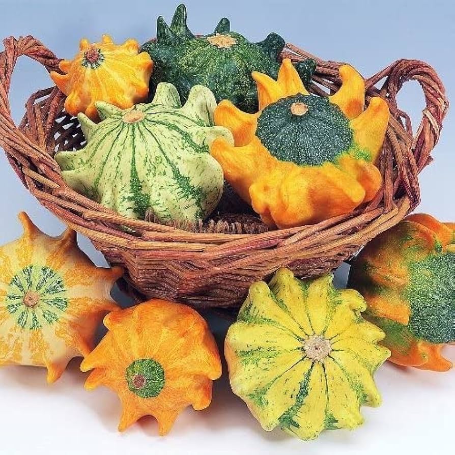 Thorn pumpkin samen für aussaat in home gardens