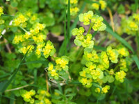 Gelb Thorowax Blumensamen zur Aussaat – Landhaus Garten wichtig – Traditionssorte & ohne Gentechnik Samen Hausgarten