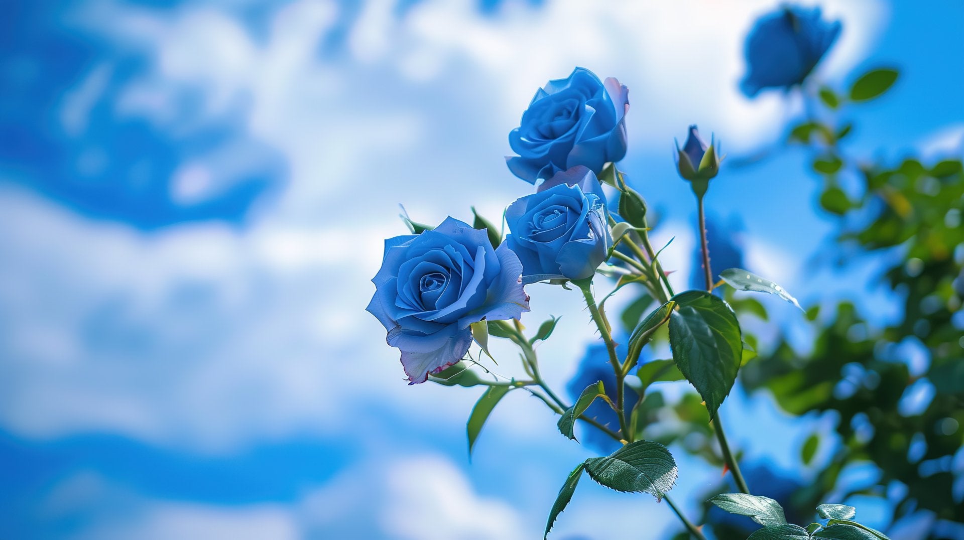 Himmelblau Rose Blumensamen zur Aussaat Garten beliebt Traditionssorte & ohne Gentechnik Samen Hausgarten