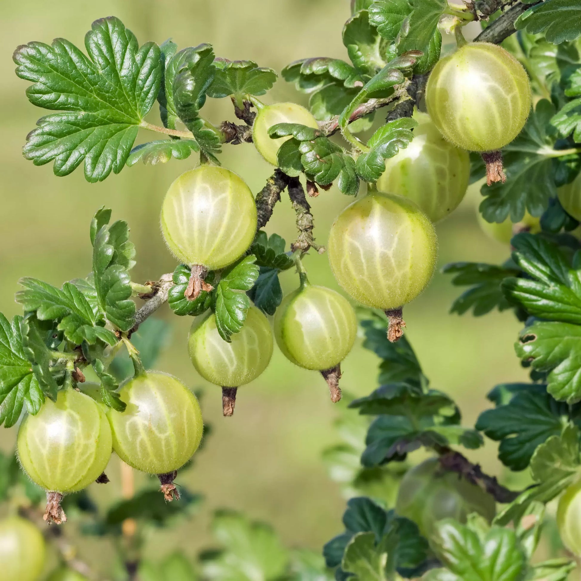 Stachelbeeren Samen Ribes uva crispa