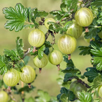 Stachelbeeren Samen Ribes uva crispa