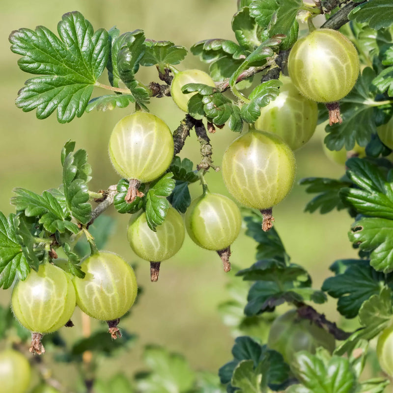 Semi di uva spina Ribes uva-crispa