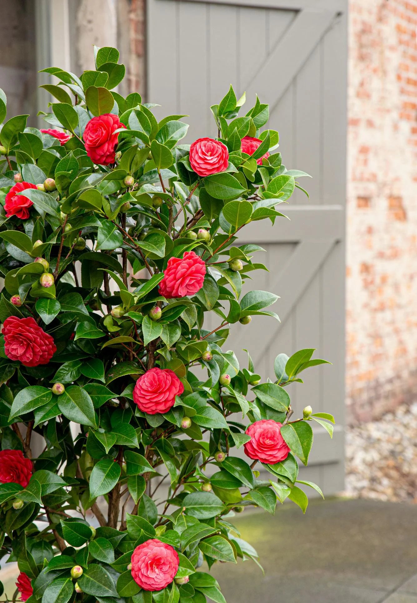 Kamelie Bordeaux Blumensamen zur Aussaat – Bestäuber freundlich – Traditionssorte & ohne Gentechnik Samen Hausgarten