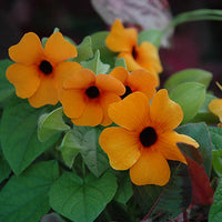 Orange Thunbergia Blumensamen zur Aussaat – robust Sorte – Traditionssorte & ohne Gentechnik Samen Hausgarten