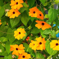 Orange Thunbergia Blume Samen zur Aussaat