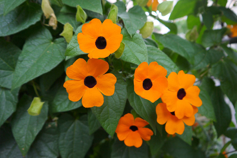 Gemischt Thunbergia Blumensamen zur Aussaat – leuchtend Blüten – Traditionssorte & ohne Gentechnik Samen Hausgarten