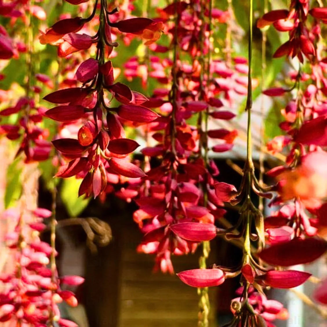 Thunbergia coccinea samen for anpflanzung