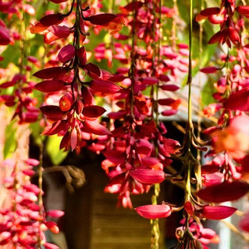Thunbergia coccinea samen for anpflanzung