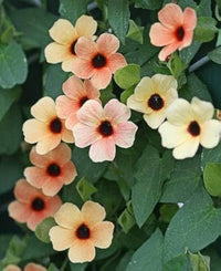 Mixed thunbergia wachsend in container