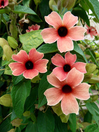 Mixed thunbergia planted along garten border