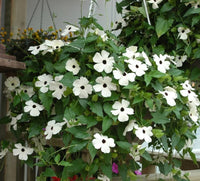 Weiß Thunbergia Blumensamen zur Aussaat – leuchtend Blüten – Traditionssorte & ohne Gentechnik Samen Hausgarten