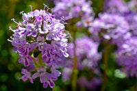 Creeping Thyme Samen zur Aussaat ideal Bodendecker Blumen