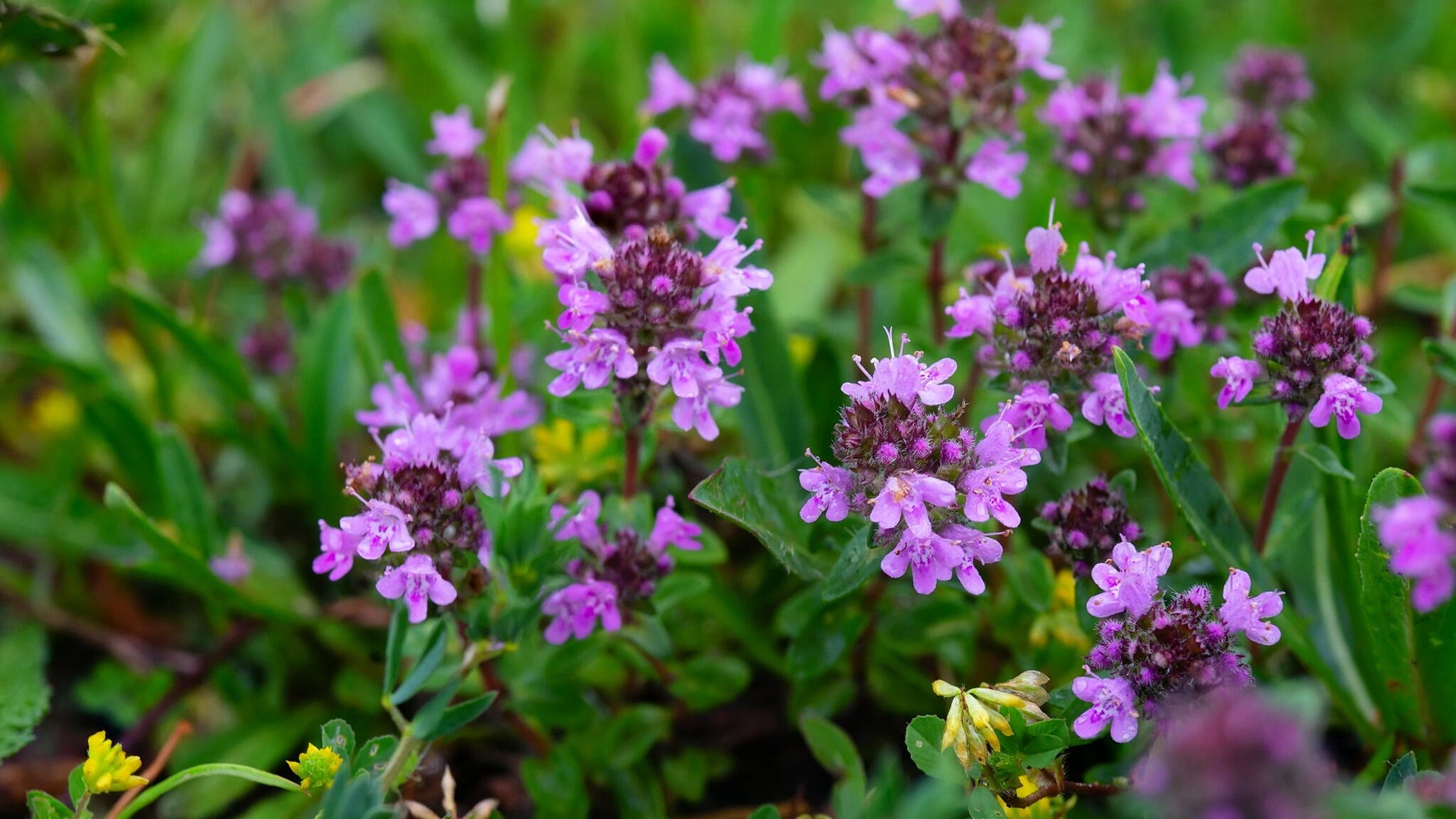 Creeping Thyme Samen zur Aussaat ideal Bodendecker Blumen